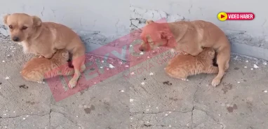 Şanlıurfa’da hayret ettiren görüntü! Nadir rastlanıyor