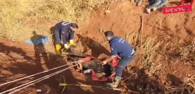 Şanlıurfa’da inek tahliye kanalına düştü! Ekipler seferber oldu