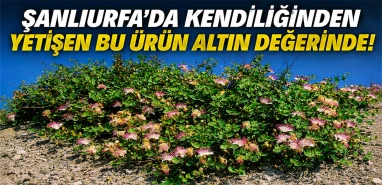 Su istemiyor, bakım istemiyor, paraya dönüşüyor! Şanlıurfa'nın burnunun ucundaki büyük hazine