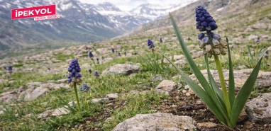 Şanlıurfa’nın “yalancı sümbülü” çiçek açtı! Sadece Şanlıurfa ve çevresinde yetişiyor