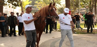 Liderliğini koruyor! Şanlıurfa diğer illere ‘nal’ toplatıyor