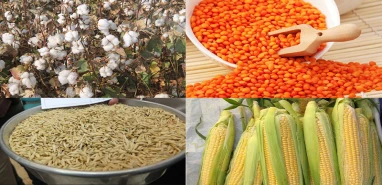Şanlıurfa’da tahıl fiyatları açıklandı! Pamuk düşüşte