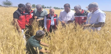 Şanlıurfa’da 2,2 milyon tonluk dev hasat hedefi!