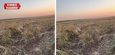 Şanlıurfa’da acı tablo: Çiftçi emeğini hayvanlara yediriyor!