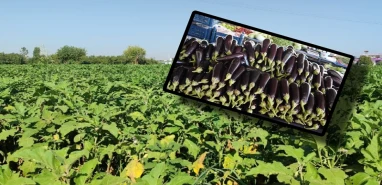 Tarladan market rafına: Patlıcan fiyatları nasıl artıyor?