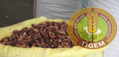 TİGEM Şanlıurfa’da tonlarca fıstık satacak! 39 milyon lira…