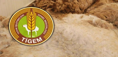 TİGEM, Şanlıurfa'da 277 ton yapağı satacak