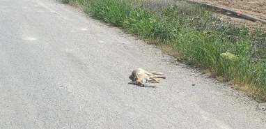 Karaköprü’de ilginç kaza: Araç tilkiye çarptı