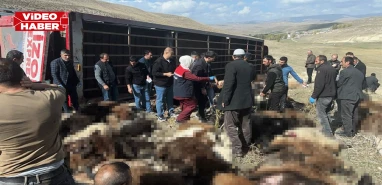 Şanlıurfa’ya gelen tır devrildi: 130 küçükbaş hayvan telef oldu