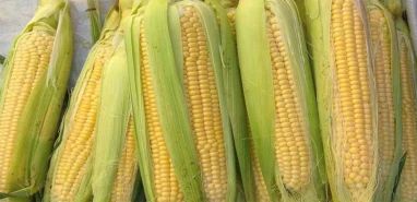 TMO 2025 yılı mısır alım fiyatları belli oldu