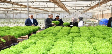 Şanlıurfa’da topraksız tarım ilk mahsullerini verdi! Hasat heyecanı...
