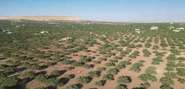 Türkiye'nin en büyük fıstık bahçesi: Şanlıurfa
