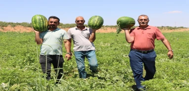 Türkiye'nin en lezzetlisi Şanlıurfa’da: Dağların kar suyu lezzet veriyor