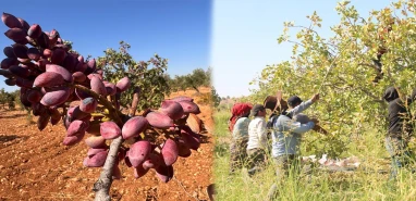 Rekolte yarıya düştü, fiyatlar uçtu! Üreticilerden baklavacılara çağrı