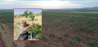 Urfa fıstığının gizli formülü: Rekolteyi uçuracak çalışma