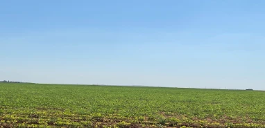 Şanlıurfa’da çiftçiler yeni ürüne yöneldi