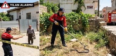 Şanlıurfa'da yılan alarmı: Güneşlenmeye çıktılar