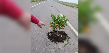 Şanlıurfa yollarındaki çukurlar yeşerdi: Gören şaştı kaldı ama…
