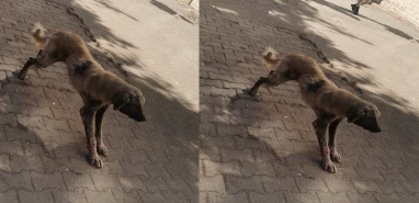 Şanlıurfa’da “uyuz köpek” paniği!