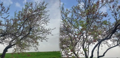 Viranşehir’de baharın habercisi çiçek açtı! Görenler adeta büyülendi