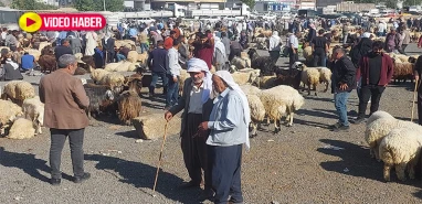 Kurban Bayramı’na sayılı günler: Şanlıurfa’da kurbanlıklar görücüye çıktı