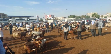Üreticiler zarar ediyordu! Şanlıurfa’nın ilçesine yeni hayvan pazarı