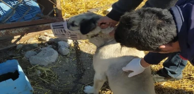 Kaymakamlıktan 'kuduz vakası' açıklaması! "Aşıları yapıldı, sahipsiz hayvanlar Şanlıurfa'ya götürüldü"