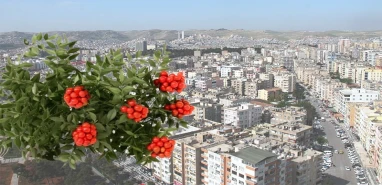 Şanlıurfa'da bu yılbaşı sönük geçecek! Uğur getireceğine inanılan çiçeğe bile rağbet yok