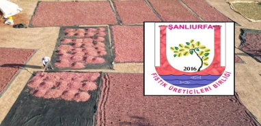 Başkan kim olacak? Şanlıurfa Fıstık Üreticileri Birliği seçime gidiyor!