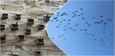 Şanlıurfa'da nesli tükenme tehlikesindeki kelaynaklar doğaya salındı