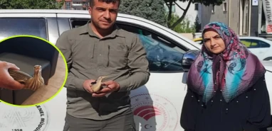 Şanlıurfa'da 'balaban' emin ellerdeydi... İşte özgürlüğüne kavuştuğu an