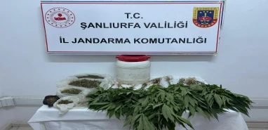 Suruç'ta uyuşturucu operasyonu: Kenevir ve esrar ele geçirildi