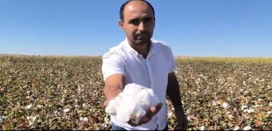 "Beyaz altın teneke oldu!"... Şanlıurfa çiftçisi için çağrı var!