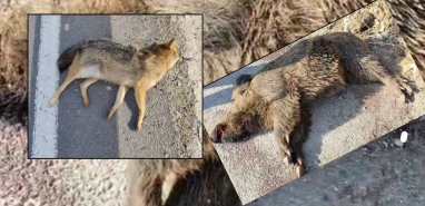 Yaban domuzu, çakal... Şanlıurfa trafiğinde endişe veren görüntü