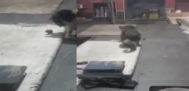 Şanlıurfa'da ekmek fırınında kedi fare oyunu! Mide bulandıran anlar kamerada...