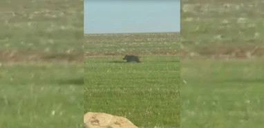 Şanlıurfa'da yaban domuzu endişesi... Görülme sıklığı artıyor