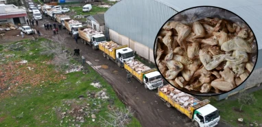 Şanlıurfa'da depodan kamyon kamyon bozuk tavuk çıkarıldı!