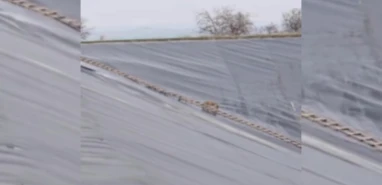 Şanlıurfa'da gölette kurtarma operasyonu: Koşarak uzaklaştı...