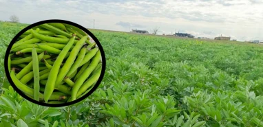 Harran Ovası'nda bereketli hasat: Baharın habercisi, faydası saymakla bitmiyor