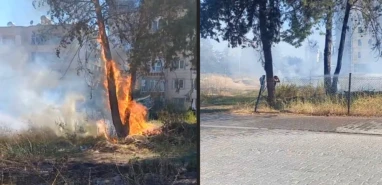 Şanlıurfa'da yangın: Birden başladı, ağaçlara sıçradı