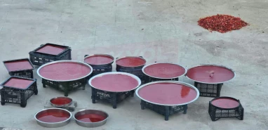 Ve sezon başladı: Şanlıurfa'da damlar en güzel rengini aldı....