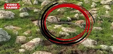 Burası Şanlıurfa! Dev yılanın görüntüsü sosyal medyayı salladı