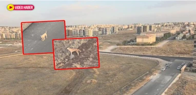 Şanlıurfa’da mahallelinin korkulu rüyası!  Endişe yaratıyor