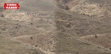Birecik kırsalında sürü halinde görüntülendi! Vatandaşlar şaşkınlıkla izledi