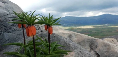 Şanlıurfa'da da yetişiyor: Sakın 'koparayım' demeyin! Cezası servet değerinde