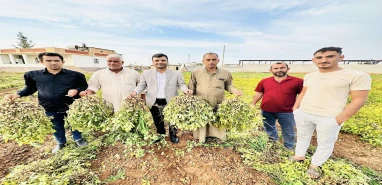 Şanlıurfa’daki alternatif ürün dönümünde 500 kilo veriyor! Tohumu neredeyse bedava dağıtılıyor
