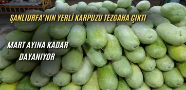 Dışı beyaz içi pembe: Şanlıurfa’nın yerli karpuzu tezgahlarda