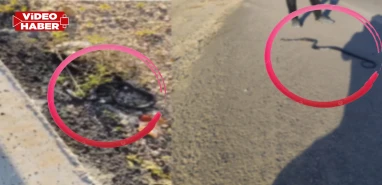 Şanlıurfa'da fotoğrafı gören bile irkiliyor: Metrelerce uzunlukta kara...