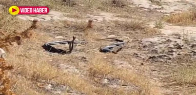 Şanlıurfa’da doğanın büyüleyici anı kameralara yansıdı
