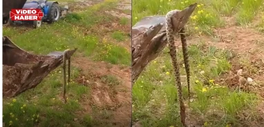 Şanlıurfa’da bahçe hazırlığı yaparken dehşeti yaşadılar! Kepçe ağzında dev yılan